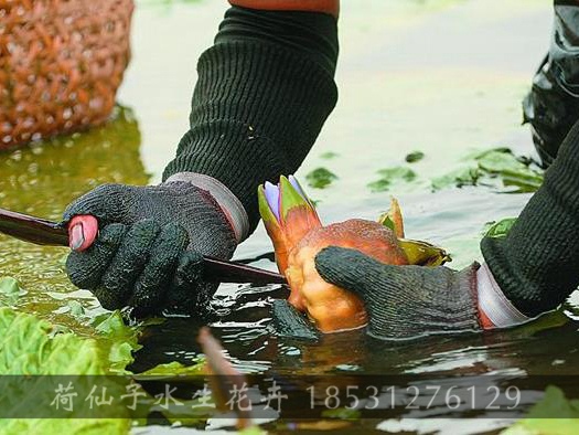 采摘芡实果实