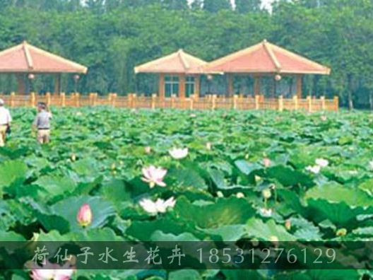 山东省新泰市河道种植水生植物工程