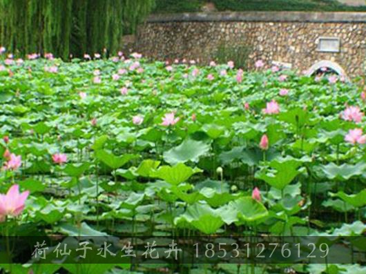 天津市杨柳青水高庄荷花种植