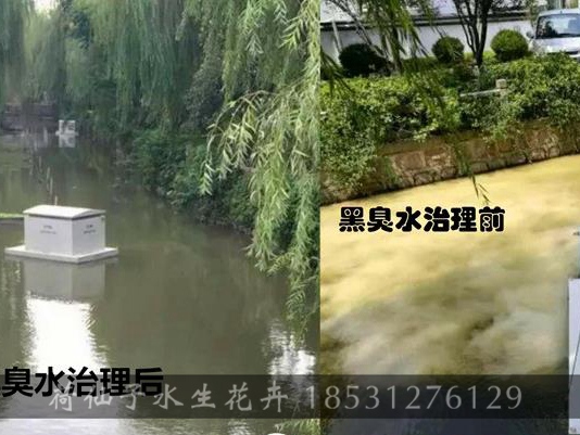 江苏昆山高新区3号河黑臭水治理前后对比图