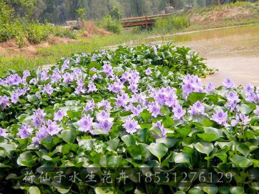 水葫芦效果3