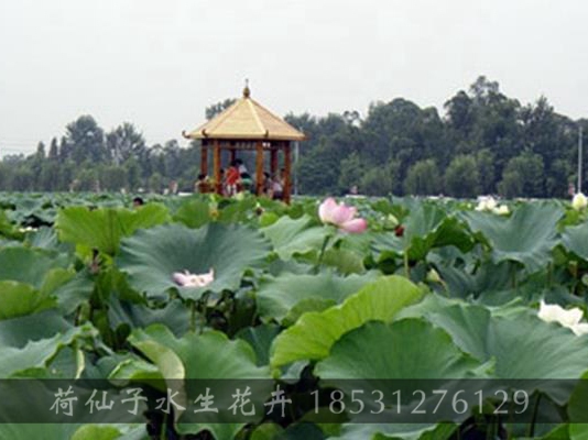 天津市塘沽彩虹桥水生植物种植工程